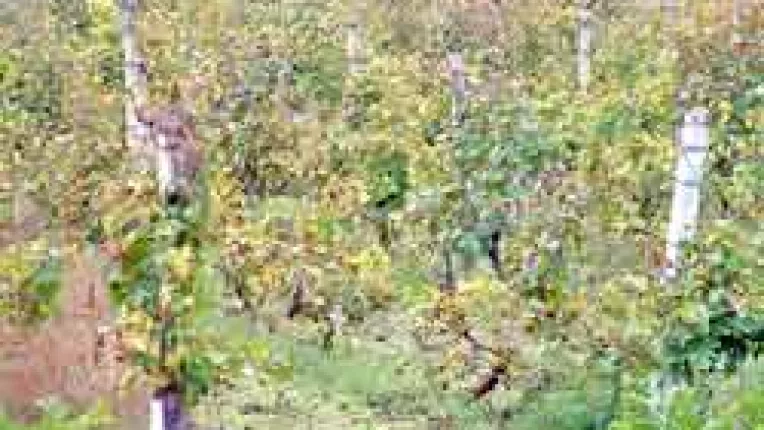 Murfatlar, vandute ilegal de AVAS